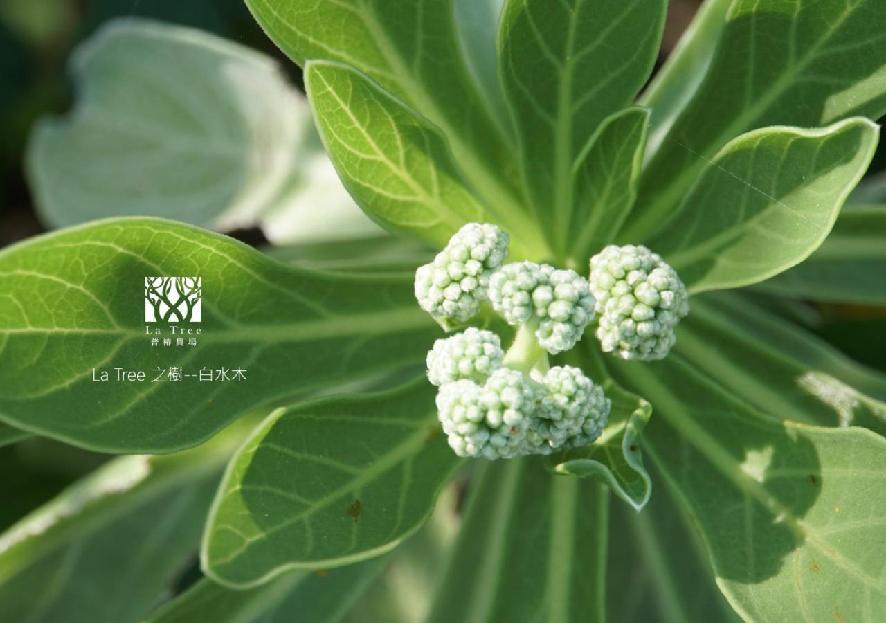 東河郷La Tree 普椿農場木子莊園アパートメント エクステリア 写真
